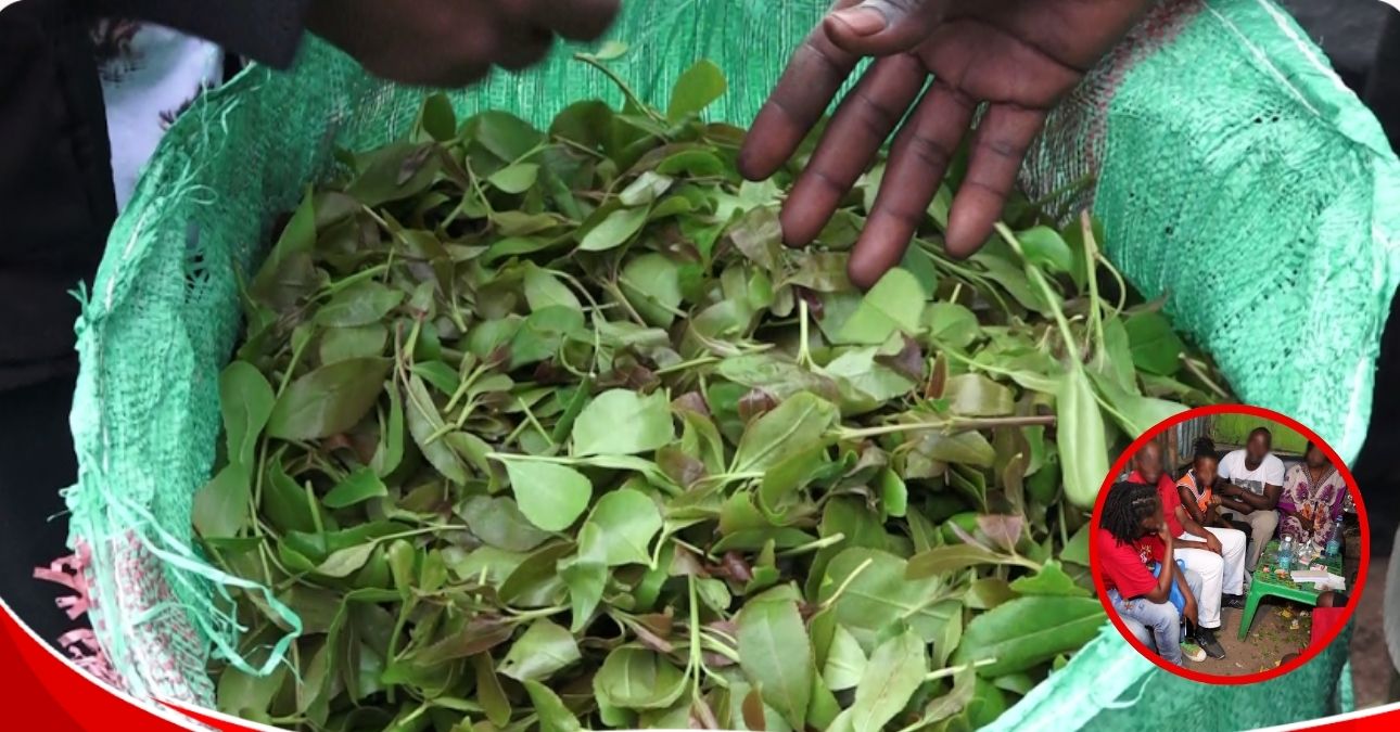 Jaba nation: Kenya’s green addiction that those who chew it do not want to ‘own’ it
