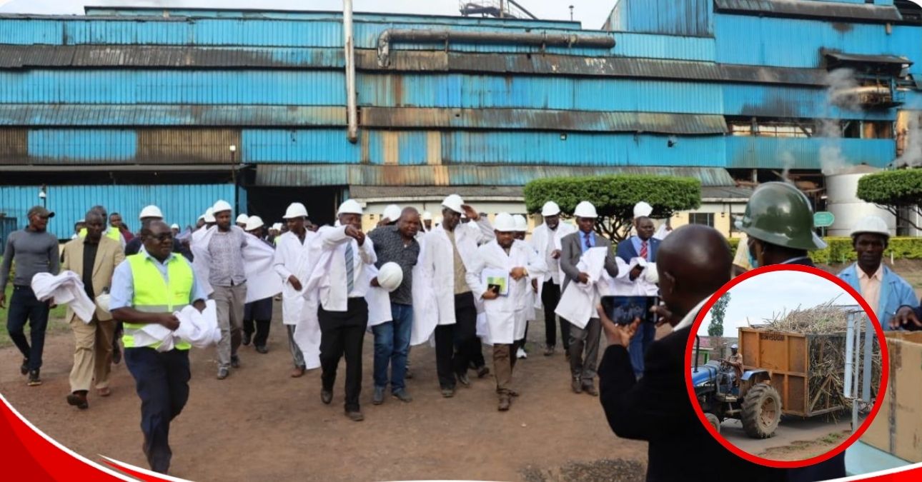 Gov’t temporarily shuts down sugar mills in western region amid cane shortage