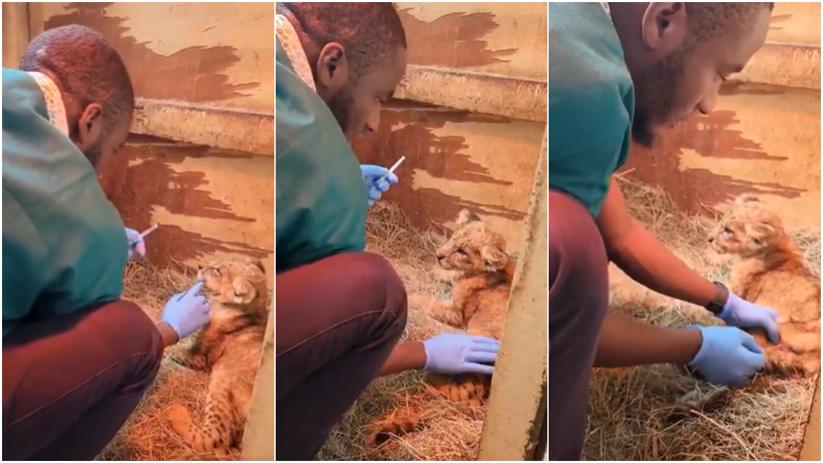 How KWS rescued a 4-month-old lion cub found alone, weak, starving and in critical condition