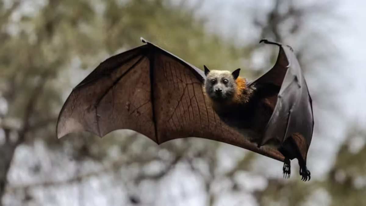Lyssavirus is rare, but deadly. What should you do if a bat bites you?
