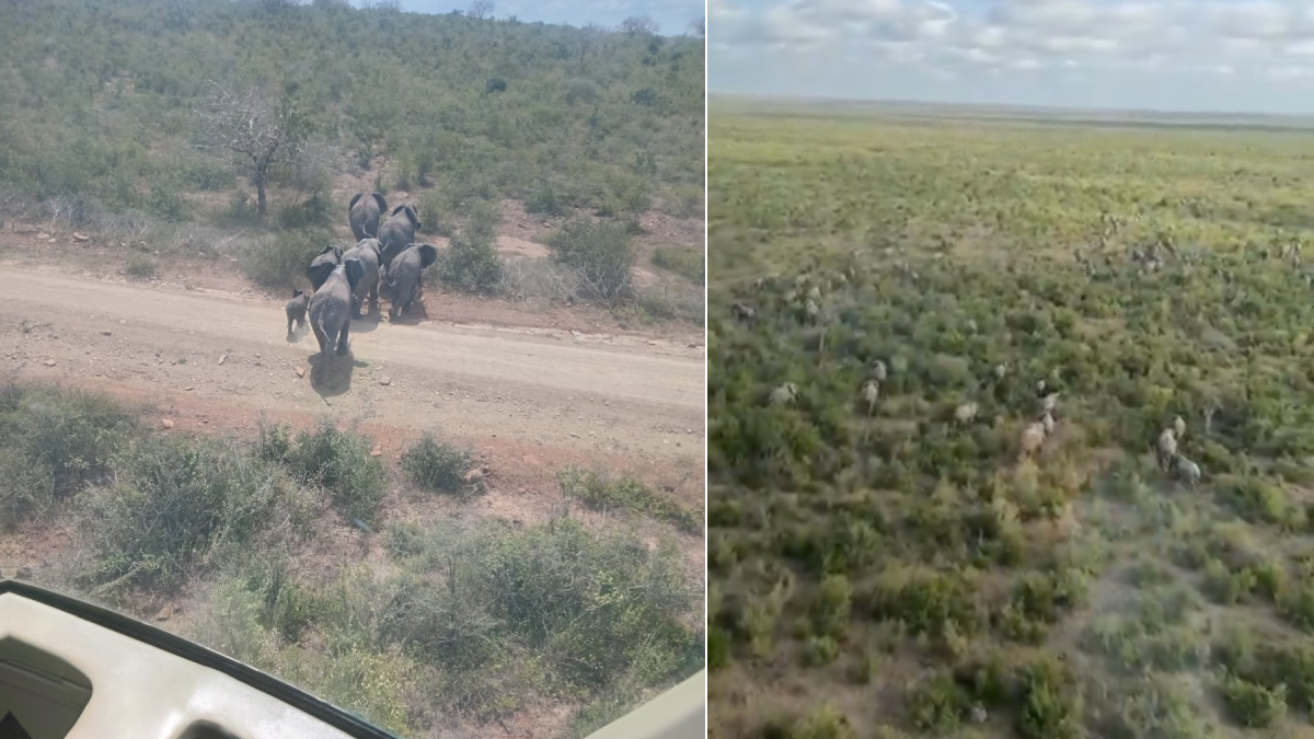 Over 200 elephants guided away from human settlement areas in Kwale, Kilifi counties; 11 had blocked residents access to a dam