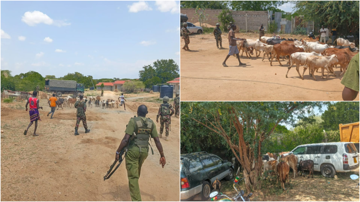 Police recover 22 stolen cattle, 18 goats after bandits raided Kainuk livestock market