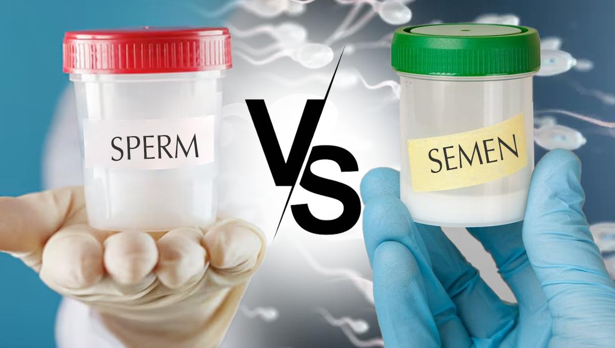 What’s the difference between sperm and semen? Can pre-ejaculate get you pregnant?