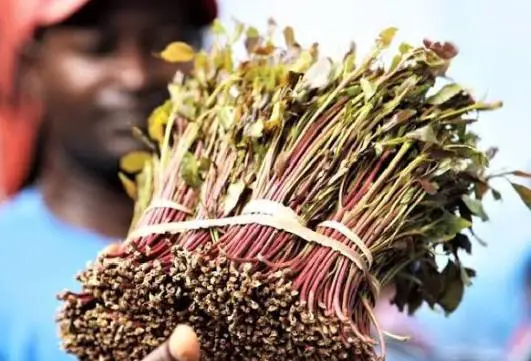 Good news for miraa farmers, exporters as Kenya secures Djibouti market