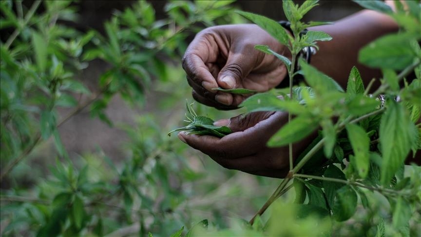 Police hunting Ugandan ‘herbalist’ who conned Busia residents KSh1.7 million, threatening them with ‘magic snake’ if they report him
