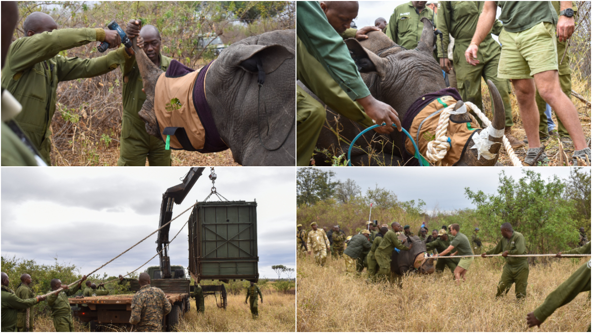 KWS begins historic introduction of White Rhinos to Loisaba Conservancy: Why it is important