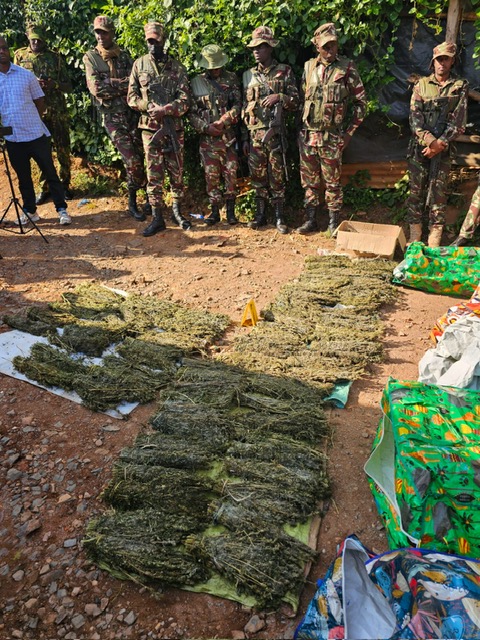 Five – including wife of notorious drug kingpin – arrested, KSh2M bhang seized in major NACADA operation in Kisii