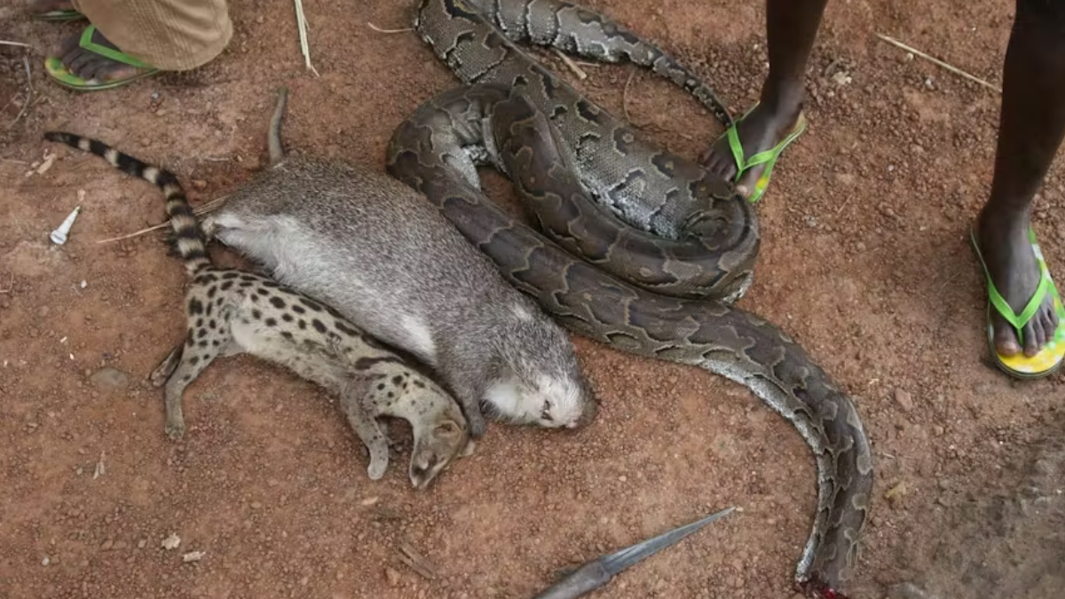 TikTok’s online wild meat sellers – study finds endangered species on offer in west Africa
