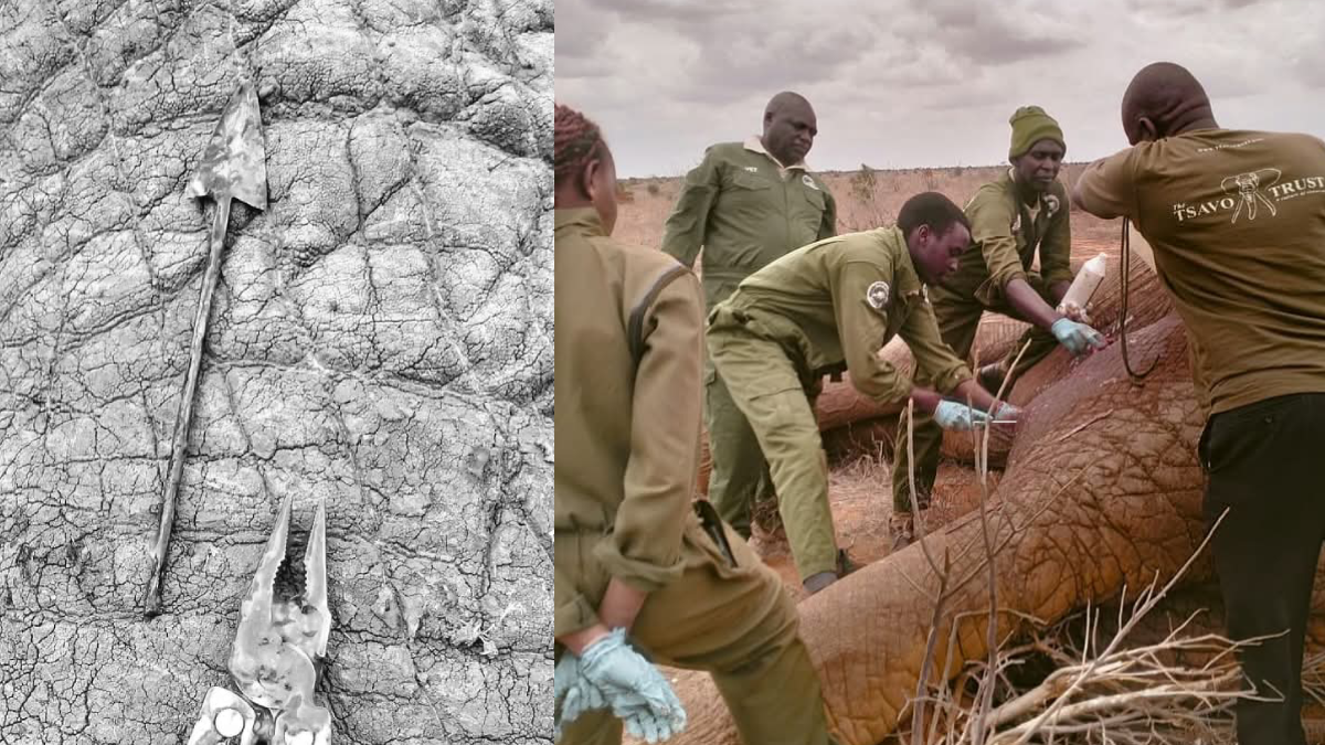 Bull elephant saved after arrow attack in Tsavo West National Park