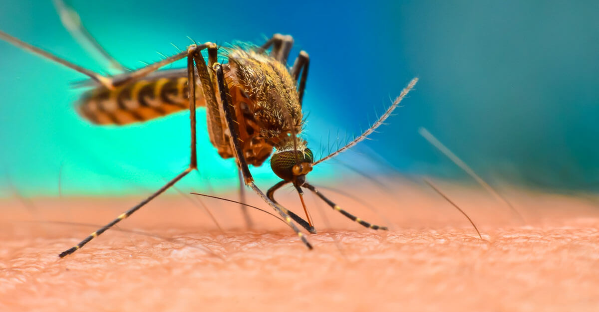 China reports 7,000 confirmed chikungunya virus cases
