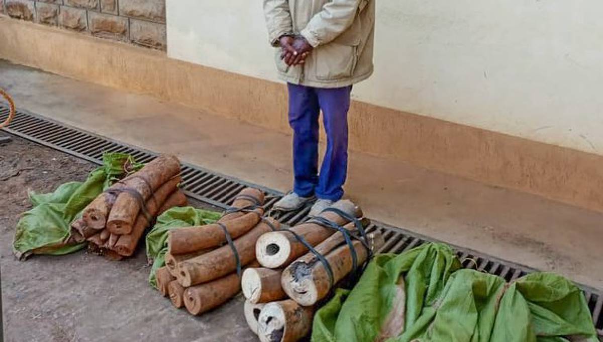 Police arrest suspect with elephant tusks in Migori County