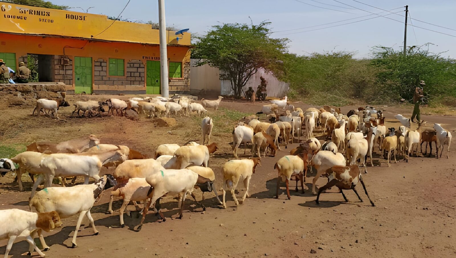 Police recover stolen livestock in Isiolo