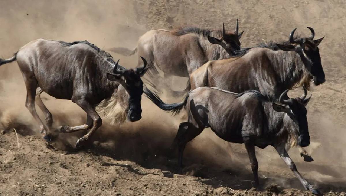 CS Miano tough rules after viral video of tourists blocking wildebeest migration at Maasai Mara