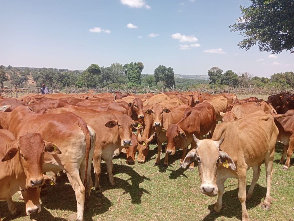 Stolen livestock recovered after fierce shootout with bandits in Samburu