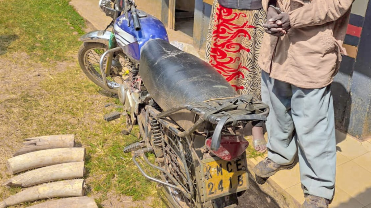 Two suspects arrested, elephant tusks worth Ksh1.8 million recovered in Migori