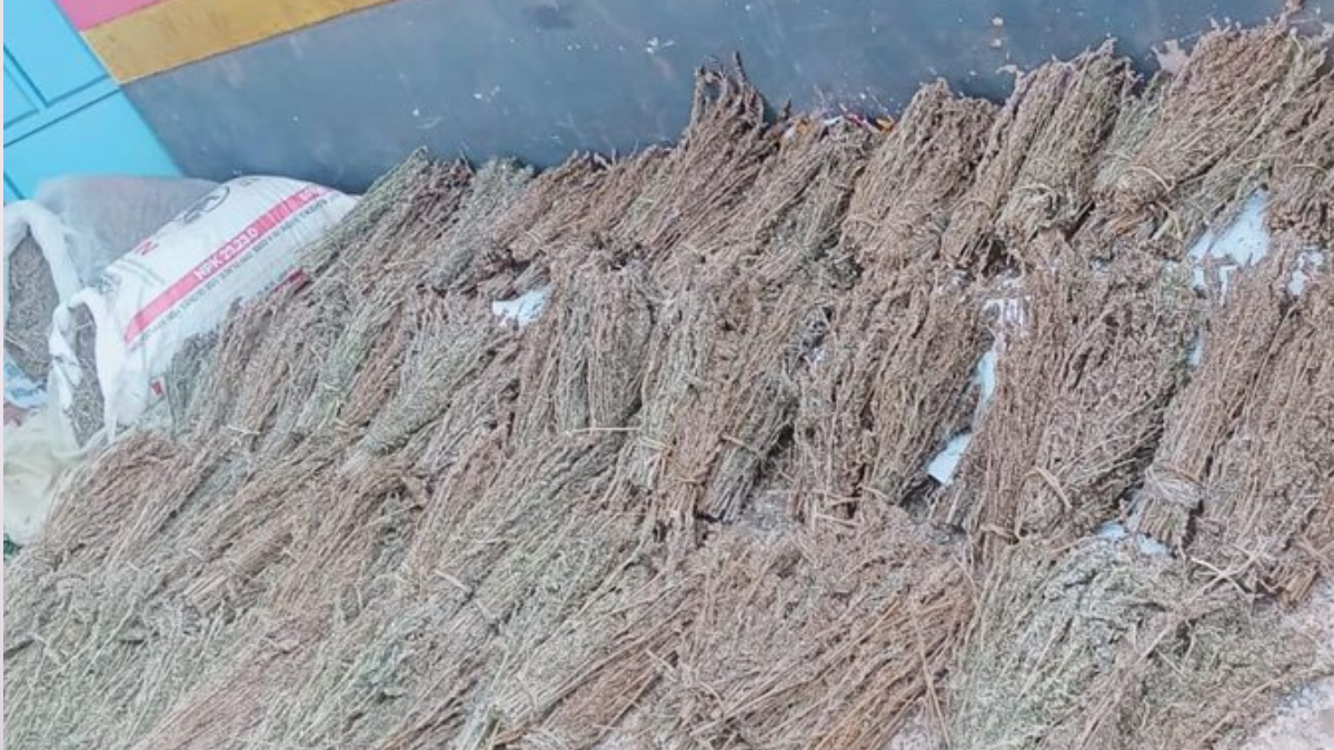 Suspect arrested as police seize 160 brooms of bhang in Kisii