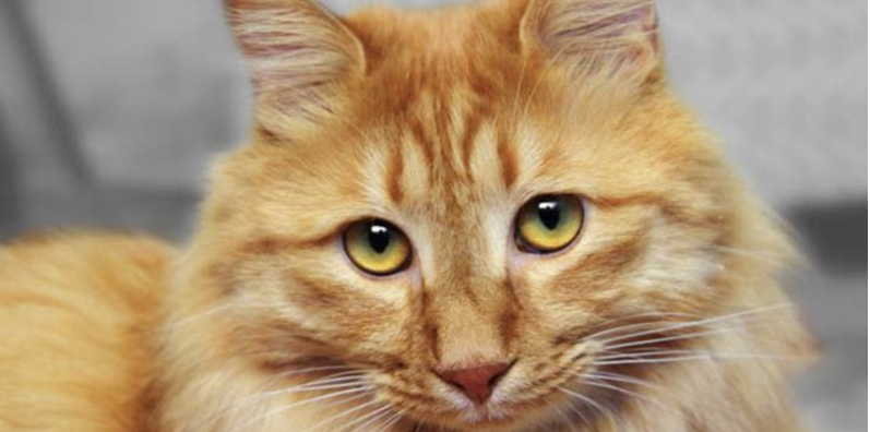 Cats can get dementia too – here are the eight signs to look out for