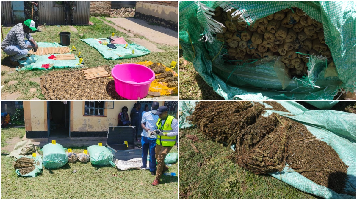 Key supplier of bhang to Kisumu, Nairobi arrested as NACADA seizes 12 sacks of bhang worth KSh12M