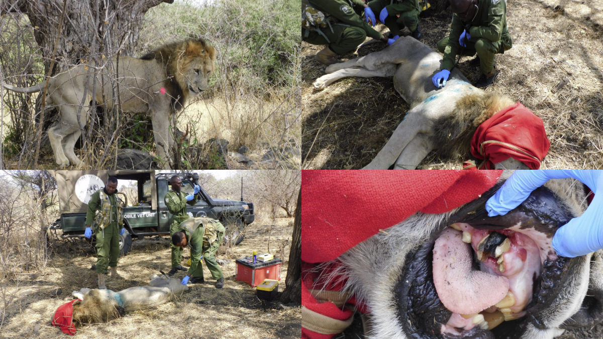 In photos: How KWS rescued lion with fractured limb, canine