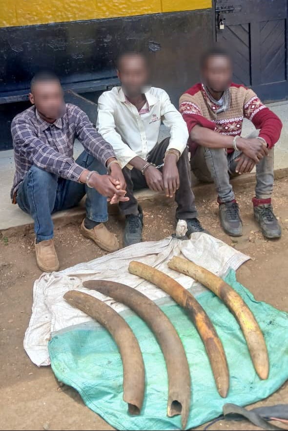 Three suspects arrested due to ownership of elephant tusks in Kirinyaga