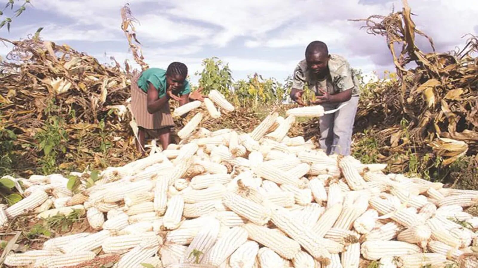 Gov’t to restock strategic food reserves as maize harvest hits record 70 million bags