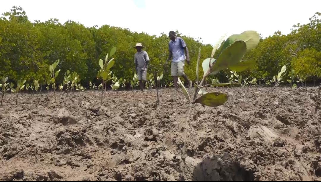 Mangrove tree planting exercise