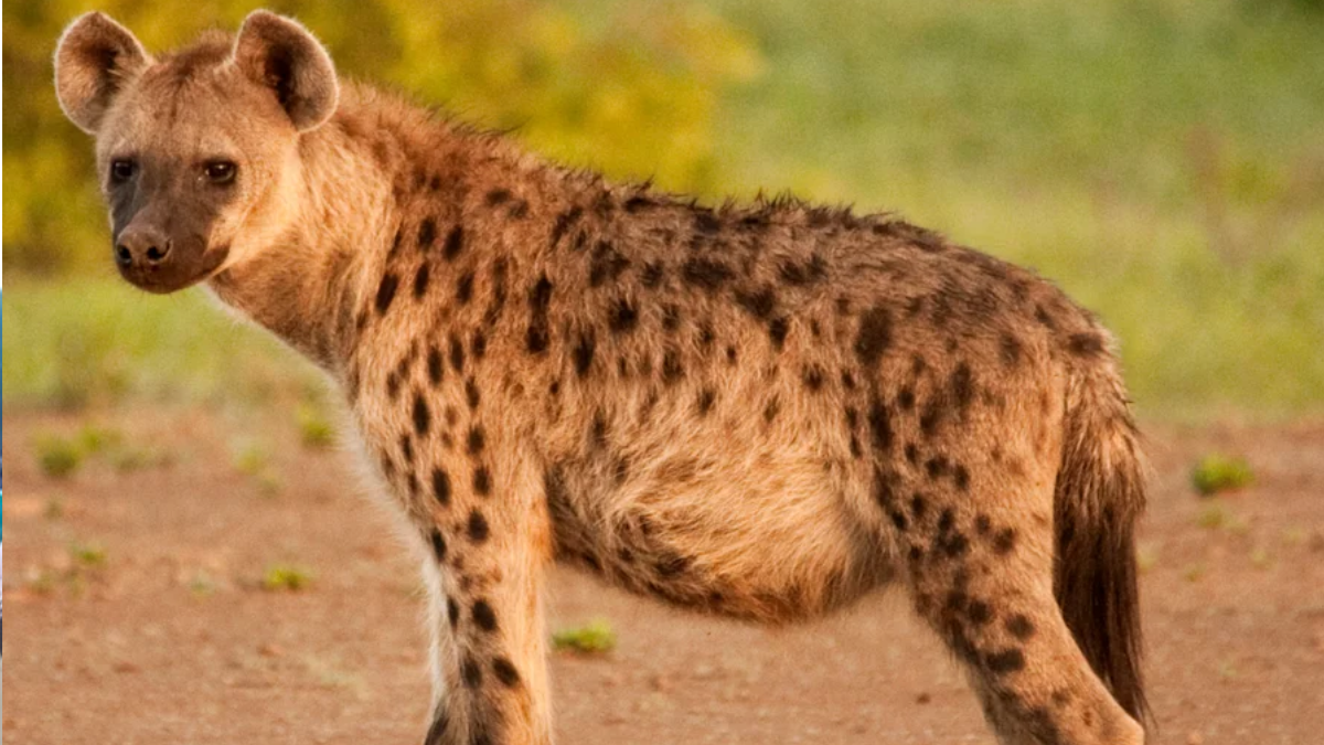 Two people seriously injured during hyena attack in Keiyo North