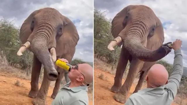 KWS responds after viral video of tourist feeding elephant with beer