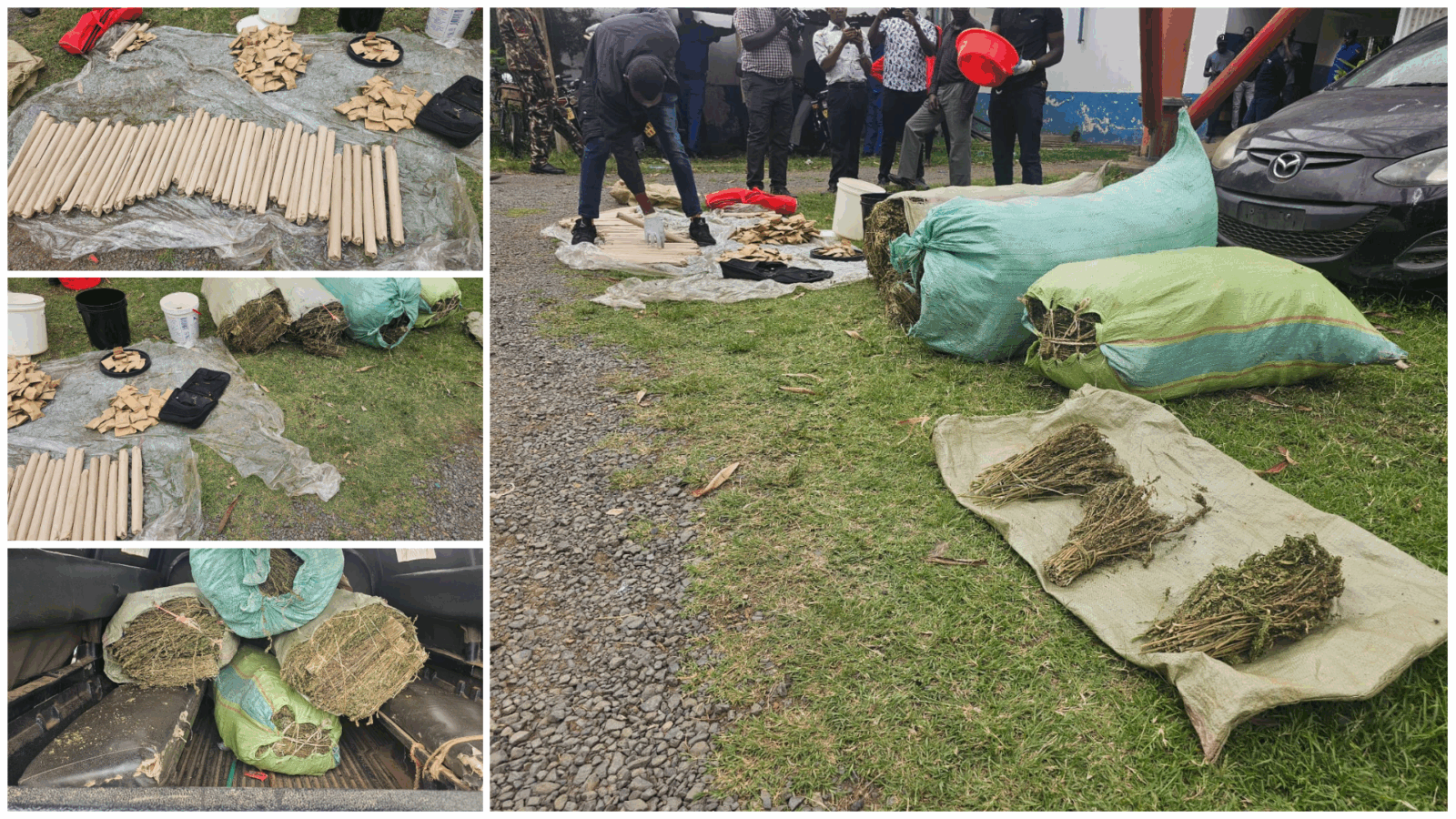 Two arrested as KSh5M bhang, KSh100,000 assorted cigarettes seized in Homa Bay university hostels
