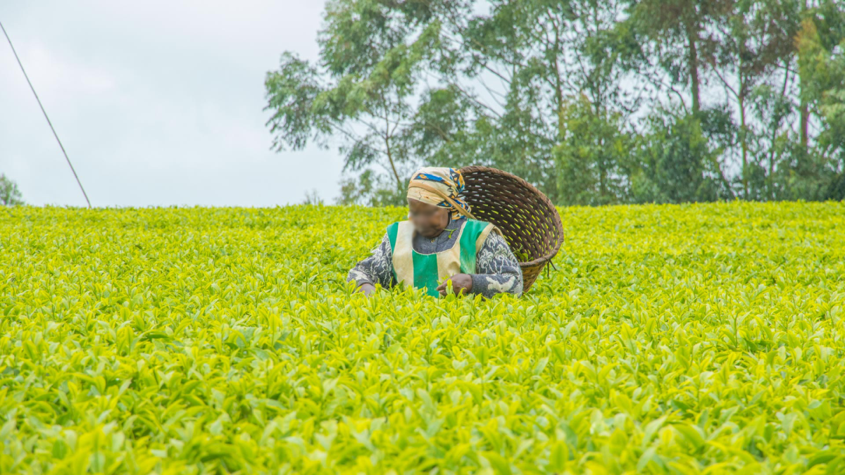 “Do not politicise tea” – KTDA responds to farmers’ fury as tea bonus shrinks across regions