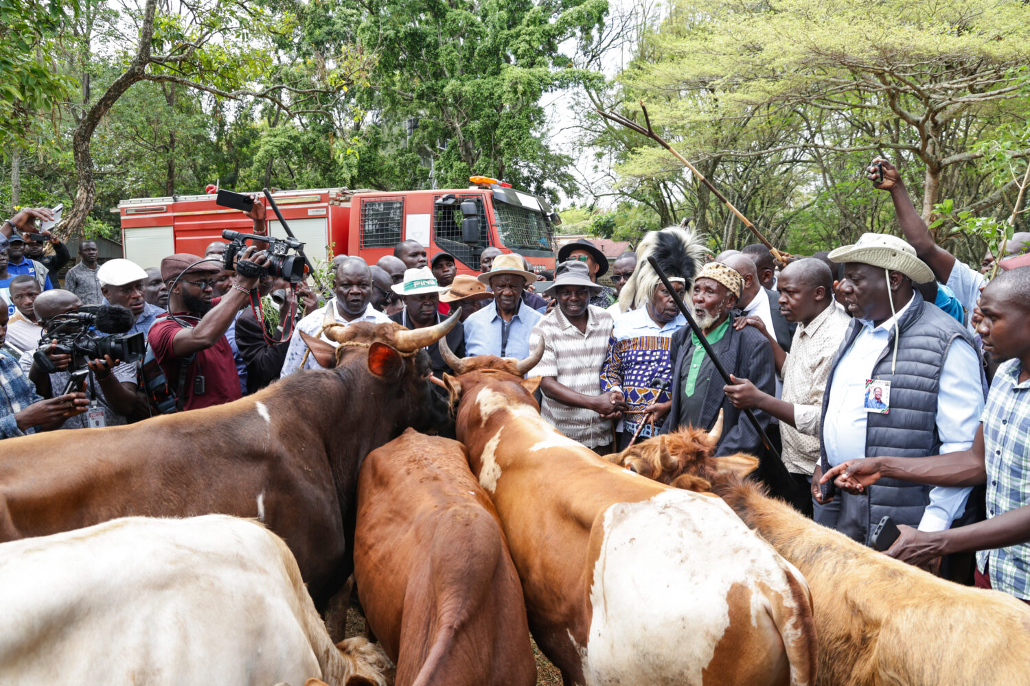 Photos: Why Mulembe Nation elders presented 6 majestic bulls in honour of Raila