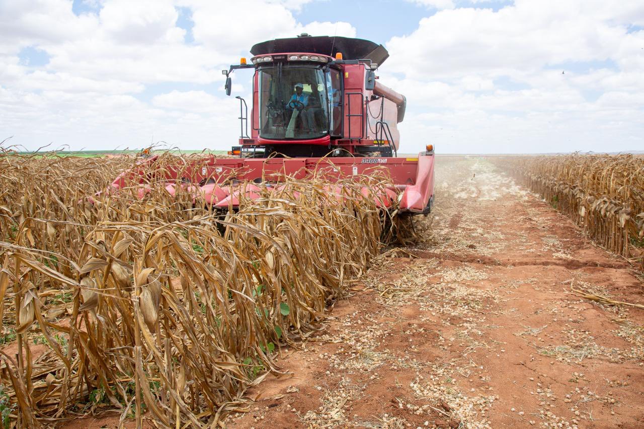 First maize harvest begins at Galana Kulalu