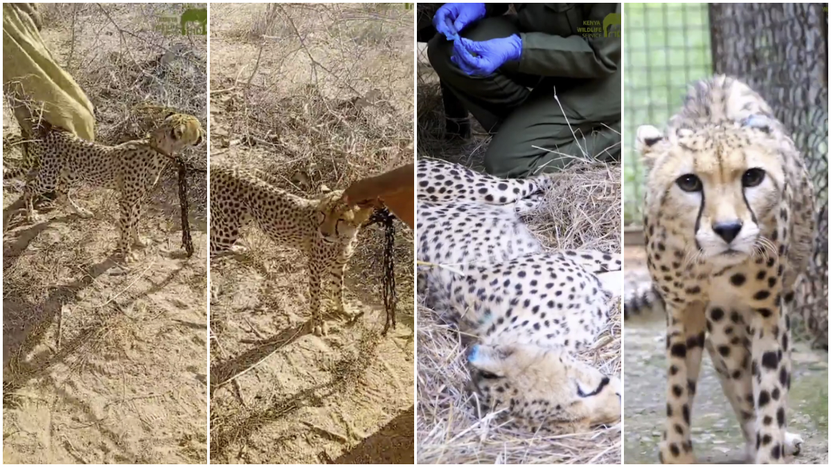 Garissa woman rescued a stranded cheetah cub, lovingly raised it for nearly two years: Why KWS is taking it