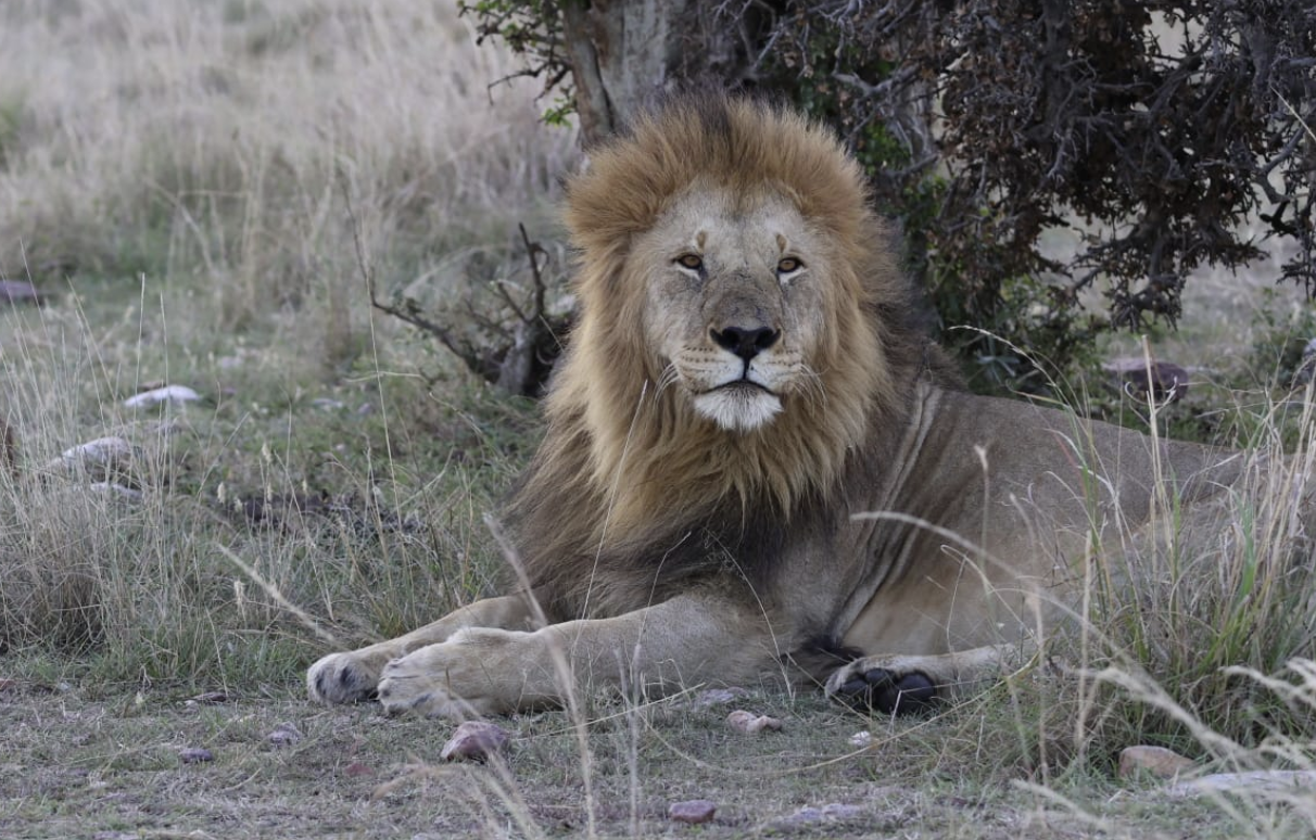 End of an Era in Maasai Mara: The life and times of 8-year-old Oloshipa, King of Rongai