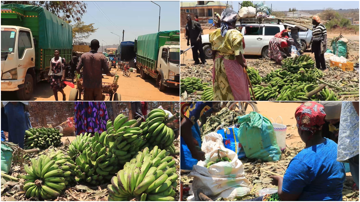 Mwingi banana traders decry heavy losses as goods rot under scorching sun