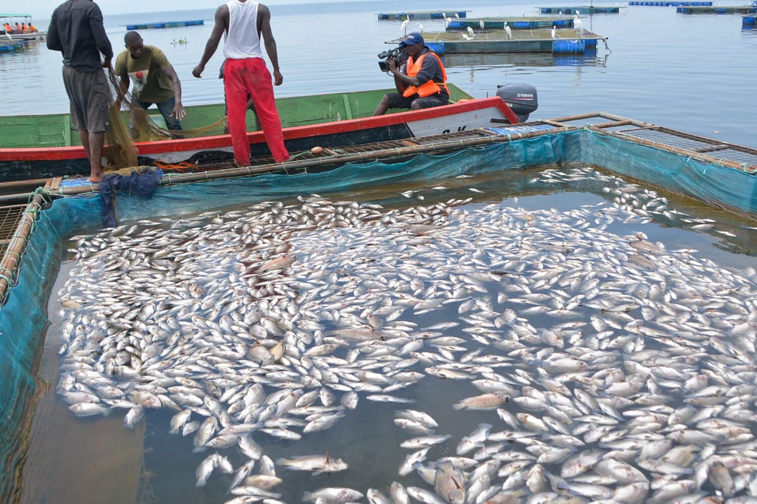 A silent death beneath the waters of Lake Victoria