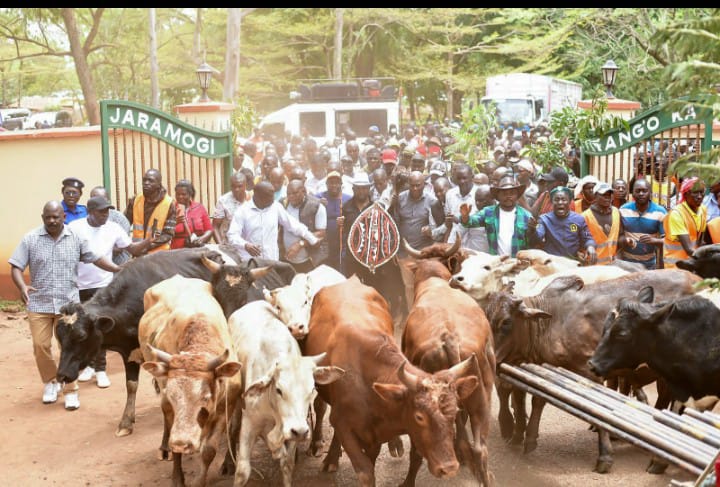 Natembeya donates 15 bulls, 15 bags of maize to Odinga family in honor of Raila’s legacy