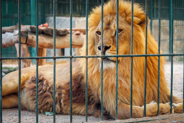 Not all that are wild are free, some are kings in cages