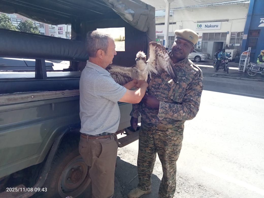A migratory bird from Russia makes suprise landing in Siaya