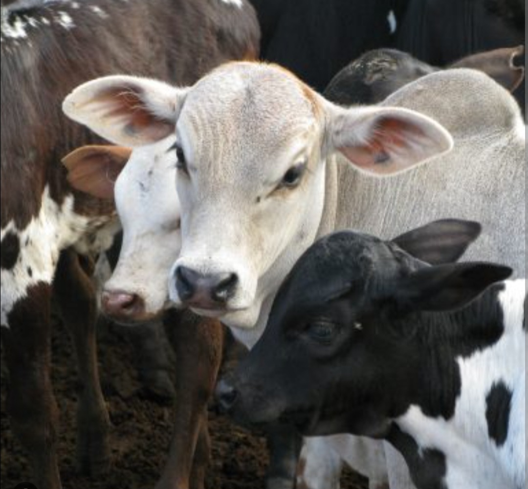 Kenya strengthens livestock vaccination and health systems