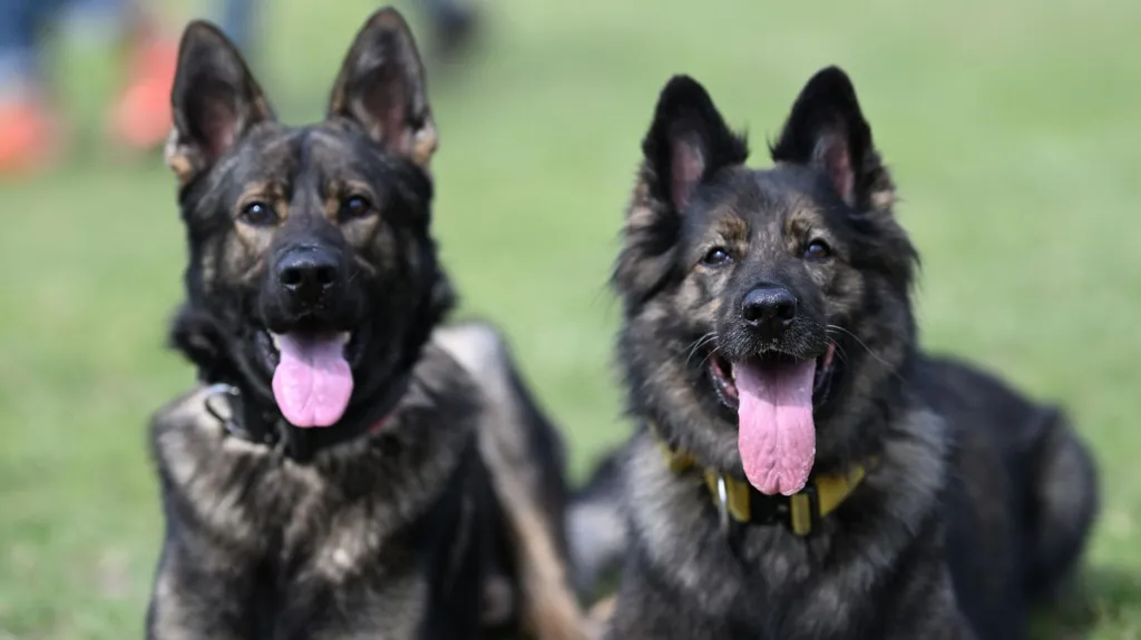 Four German Shepherd police dogs stolen from presidential palace, one official arrested