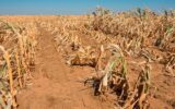 How poor weather forecasting threatens food security in Africa