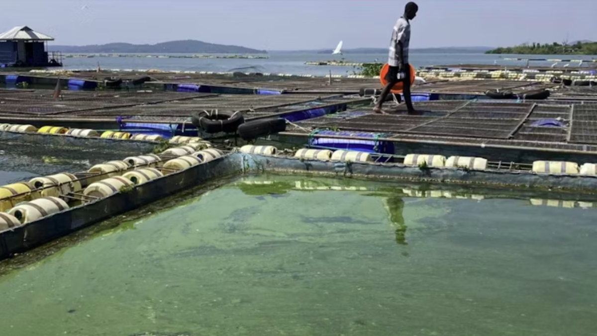 Fish farming is booming in Lake Victoria, but pollution and disease are wiping out millions. How to reduce losses