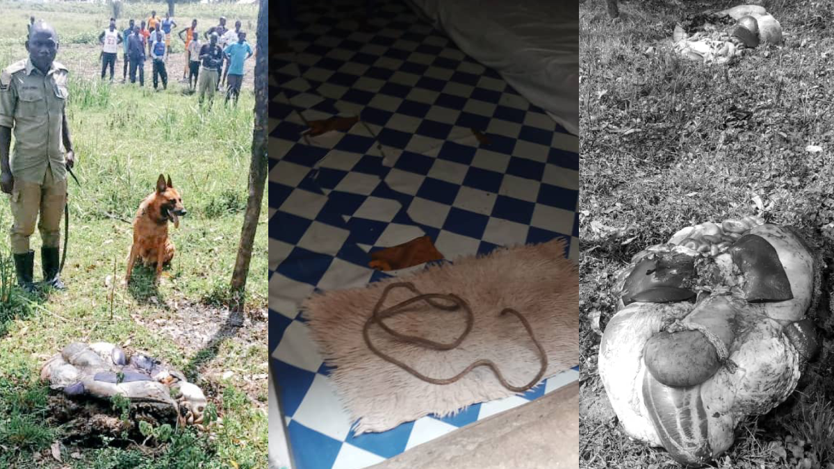 How police used sniffer dog to trail suspect who stole four bulls