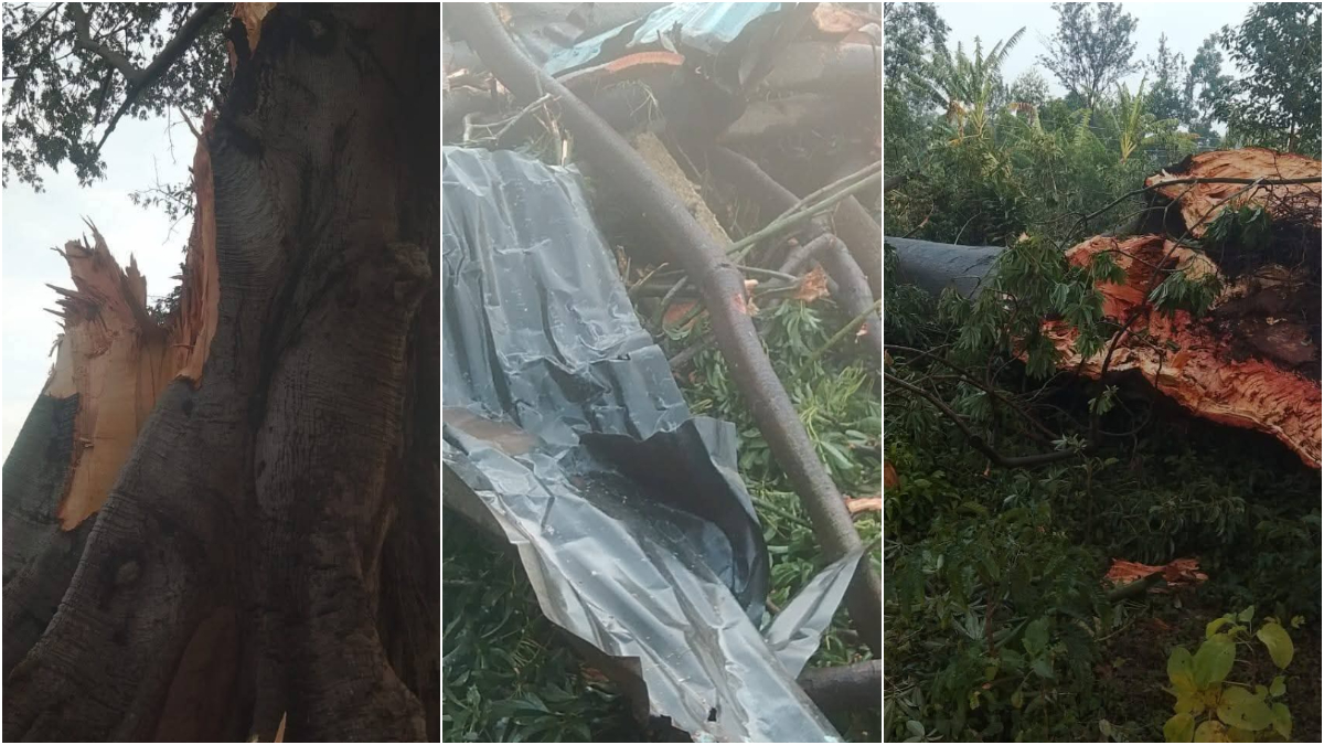 Three killed, five in critical condition as giant tree crashes into their family house in Kisumu