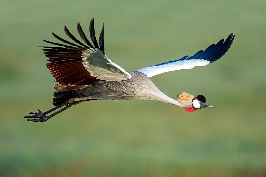 Saving the endangered Grey Crowned Cranes