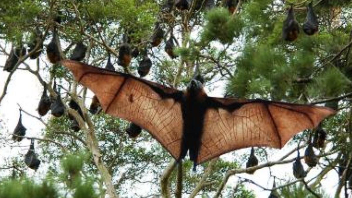 Residents of Webuye raise concerns over bats infestation at Lugulu Hospital