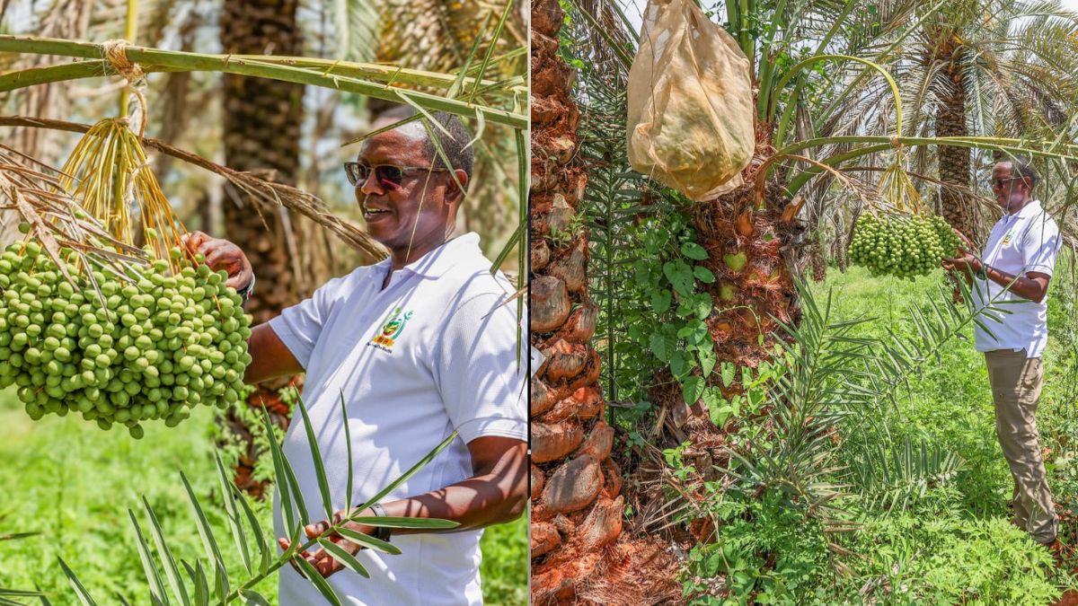 Kenya unveils bold plan to build billion-shilling date palm industry in ASALs
