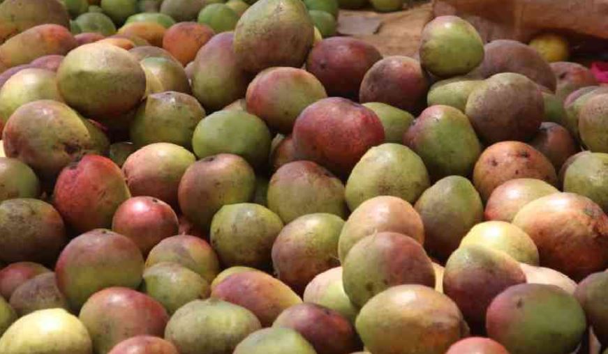Mango season is officially here, and Kenyans are going bananas
