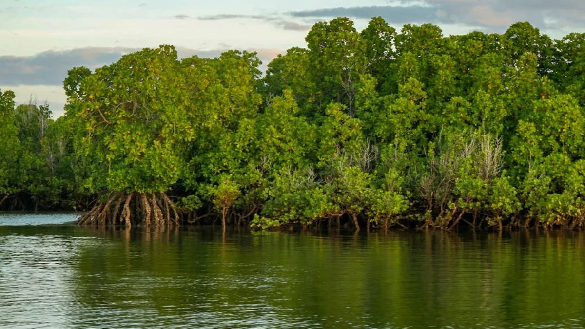 ‘Tiger widows’ restoring the world’s largest mangrove forest